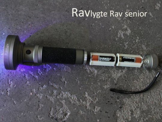 Ravlygte Rav senior     