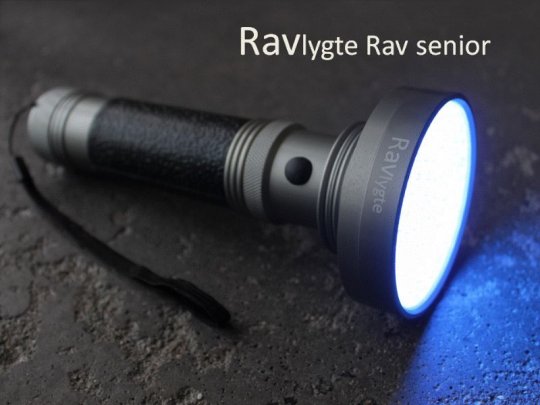 Ravlygte Rav senior     